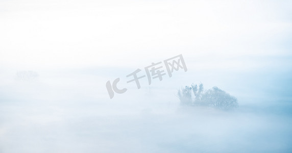 树从雾中窥视