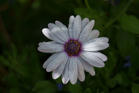 花瓣露珠摄影照片_一朵带露珠的白色雏菊的特写