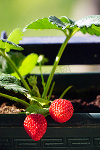 未开垦的家庭在树枝上的锅中种植新鲜草莓，在夏日的阳光下近距离观看
