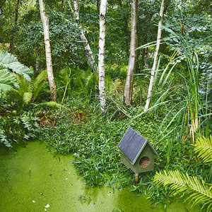 热带绿色森林池塘，设有鸟舍。