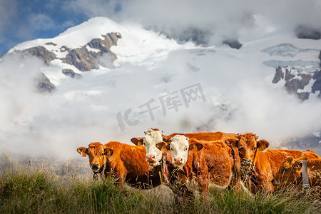 意大利北部格兰帕拉迪索高山景观中的瑞士棕牛