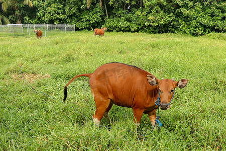 棕色的牛站在绿色的田野里，排便到高高的草丛中。