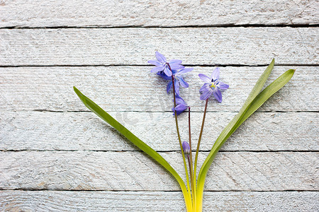 木质背景上的一束蓝色花，春天的花朵