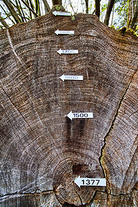 红杉树叶摄影照片_以年龄为标志的红木树年轮显示世纪