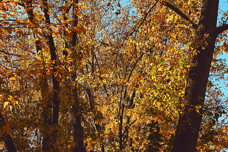 秋天的金色 picture.branchs 与明亮的黄色橙色叶子。
