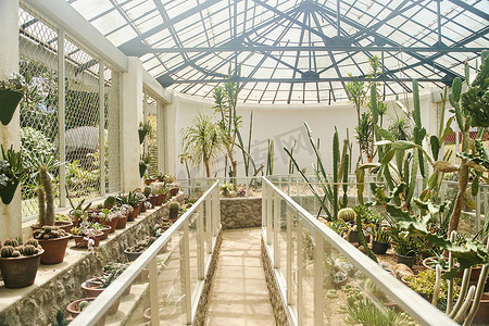 亚热带植物摄影照片_斯里兰卡康提佩拉德尼亚皇家植物园的温室，种植着不同类型的仙人掌和带玻璃屋顶的热带植物