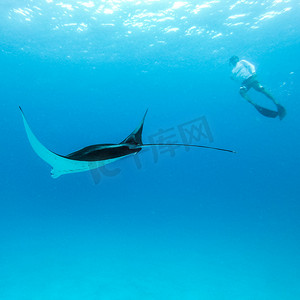 盘旋的巨型海洋蝠鲼、Manta Birostris 和在蓝色海洋中自由潜水的人的水下视图。