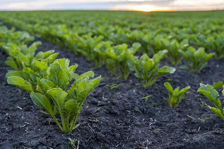 绿色菜叶摄影照片_傍晚日落时，农用甜菜田里生长着年轻的甜菜叶。