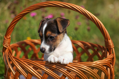 可爱的小花朵摄影照片_两个月大的杰克罗素梗犬在柳条篮子里，背景是粉红色花朵的草地。