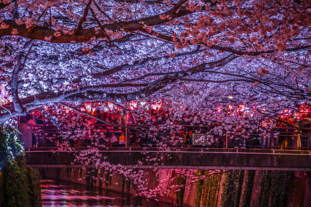 夜樱花摄影照片_中目黑/目黑川夜樱