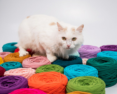 一团猫摄影照片_一只毛茸茸的白鳕猫在五颜六色的棉线团中的特写镜头。