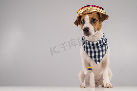 杰克罗素梗狗装扮成墨西哥人。