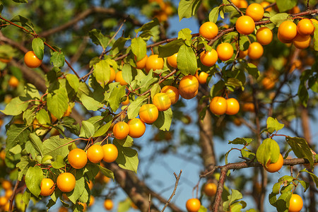 树枝上的一组黄色米拉贝尔李子（樱桃李子/李子），被午后的阳光照亮。