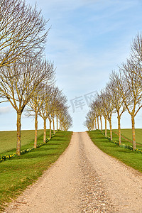 偏远的摄影照片_乡村土路两旁种着欧洲白杨树，通往农田或偏远的农场牧场。