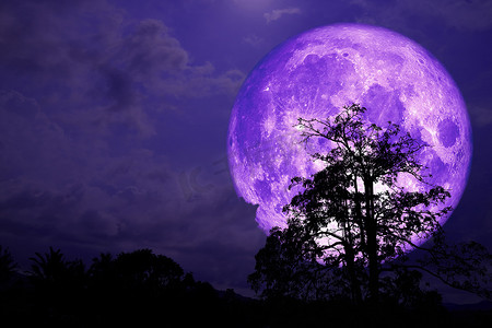 超级紫色草莓月亮背在田野和夜空中的云和树上
