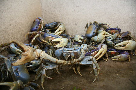 螃蟹养殖摄影照片_愈创木蟹养殖