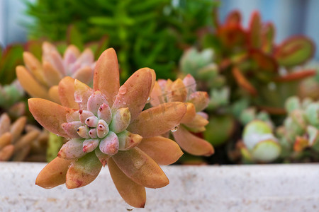 花园里盆里的五彩多肉植物