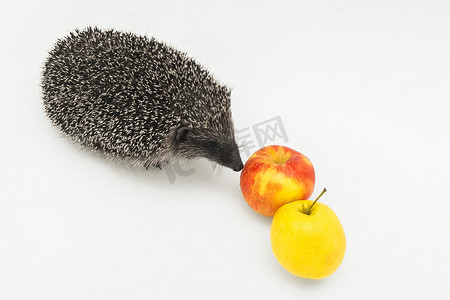 野生苹果摄影照片_刺猬是苹果旁边野生哺乳动物的一种多刺动物，吃白色背景中的水果