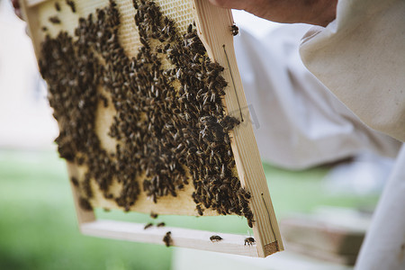 蜜蜂翅膀振动摄影照片_养蜂人拿着一个装满蜜蜂的蜂窝。