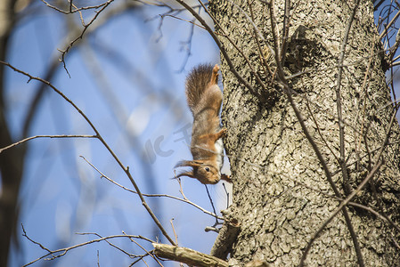 油松摄影照片_松鼠爬到树上
