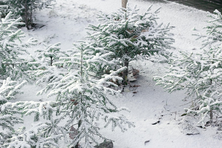 一群可爱的圣诞树，第一场雪，雪花下的云杉，冬季开始的季节