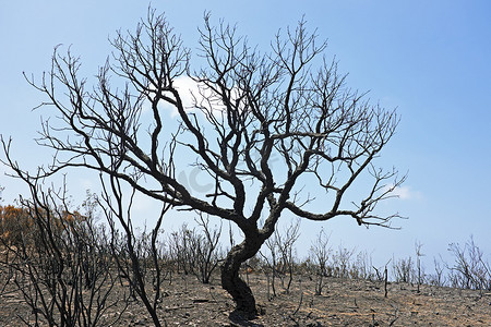 中火摄影照片_葡萄牙风景中的黑烧焦软木树