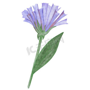 彩绘花卉摄影照片_手绘蓝色花朵，绿色叶子在白色背景下被隔离。