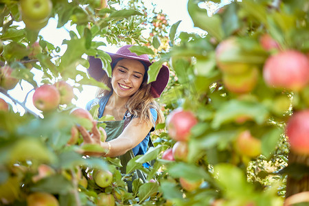 美丽的年轻女子在农场摘苹果。