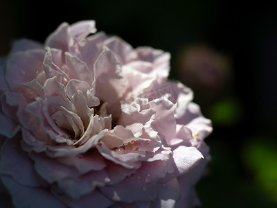 特写精致的香织公主玫瑰花瓣