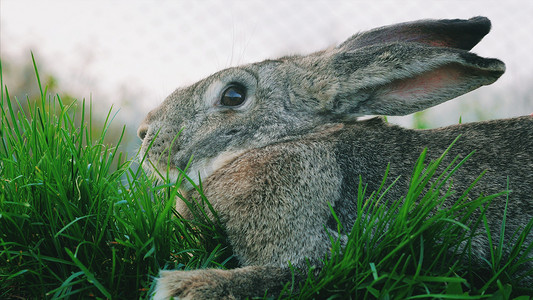 灰色大耳朵兔子摄影照片_大灰色兔子坐在绿草上。