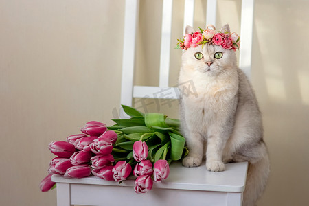 浅色love摄影照片_一只美丽的白猫戴着粉红色的花冠，坐在浅色背景上，坐着一束粉红色的郁金香。