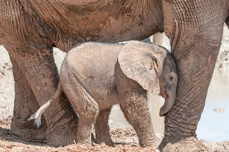 小象靠在母亲的腿上