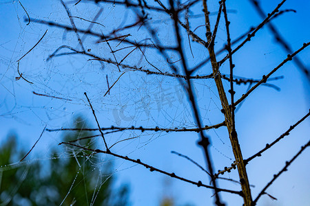 结满了摄影照片_雨后树枝上结满了蜘蛛网。