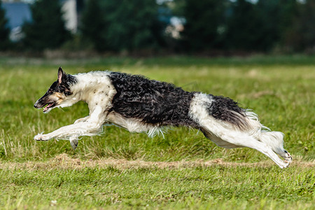 奔跑比赛摄影照片_猎狼狗在野外奔跑，参加诱饵比赛