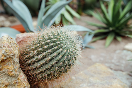 Echinocactus grusonii，金桶婆婆的坐垫，座位，金球仙人掌。加利福尼亚桶仙人掌科仙人掌科，石竹目，是墨西哥中东部特有的，小花