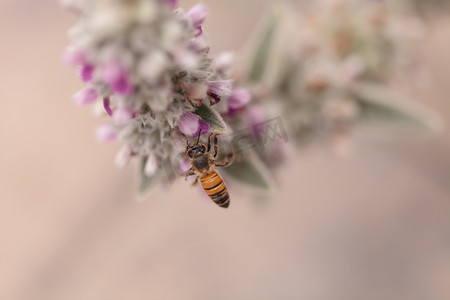 蜜蜂，Apis mellifera，采集花粉