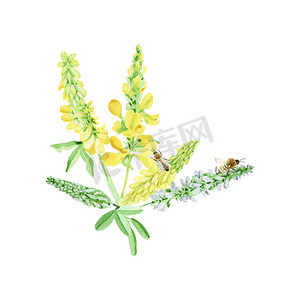 蜂蜜植物甜三叶草养蜂场蜜蜂生产蜂蜜水彩手工插图