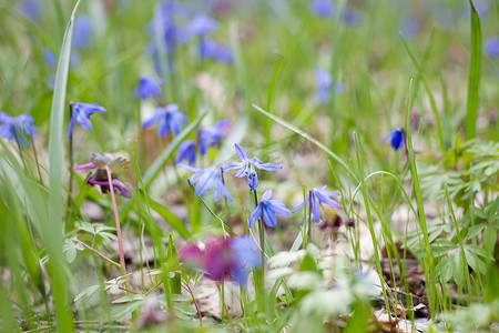 一片开满蓝色花朵的林间空地，一片开满春天脆弱花朵的林间空地