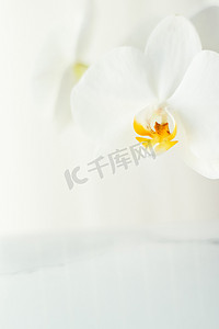 品牌摄影照片_盛开的白兰花、抽象花卉艺术背景和大自然中的花朵，用于婚礼请柬和奢华美容品牌假日设计