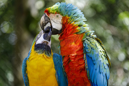 巴西潘塔纳尔湿地，色彩缤纷的金刚鹦鹉情侣接吻