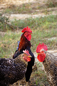 著名的德尼兹利母鸡公鸡在田野上鸣叫和漫游