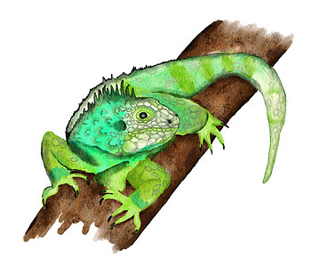 热带绿鬣蜥在丛林树雨林树枝上的水彩手绘插图。