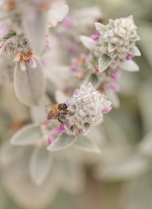 蜜蜂，Apis mellifera，采集花粉