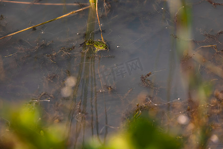 青蛙跳摄影照片_池塘里一只引人注目的绿色水蛙正在等待可能的猎物