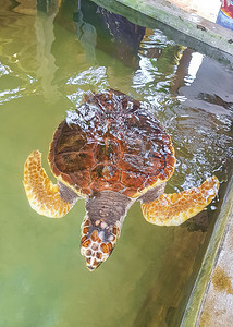 绿海龟玳瑁海龟红海龟游泳。