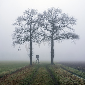 雾蒙蒙的冬日，在荷兰乌得勒支附近的绿色冬季田野上打猎的高座