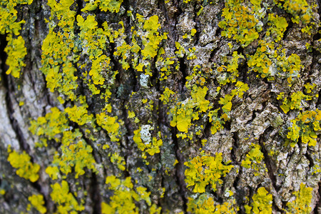 树皮上长有黄色霉菌。