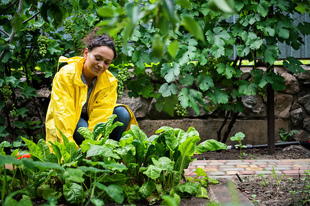 新濠天地摄影照片_穿着黄色雨衣的西班牙裔女农民农艺师在露天地切割新鲜的瑞士甜菜