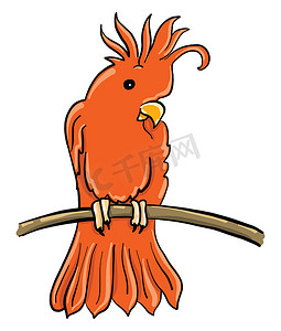 红凤头鹦鹉，插图，白色背景上的矢量
