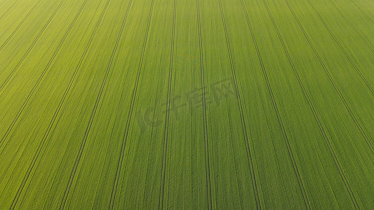 用无人机从高空拍摄的绿色小麦田